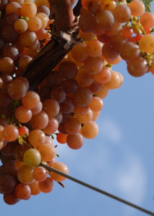 Traminer 12
